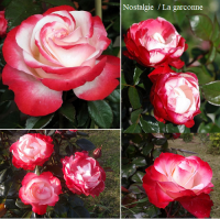 nostalgie-la-garconne_200x200