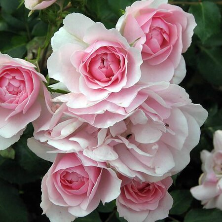 rosa-bonica-600x600-6368eb663994f_n