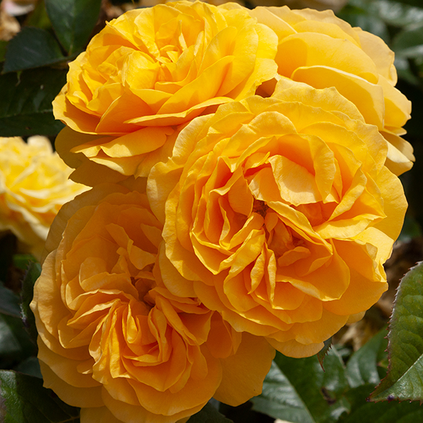 Absolutely-Fabulous_5446WEB_21