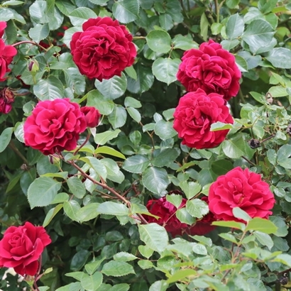 Mushimara vijoklinis plika šaknis