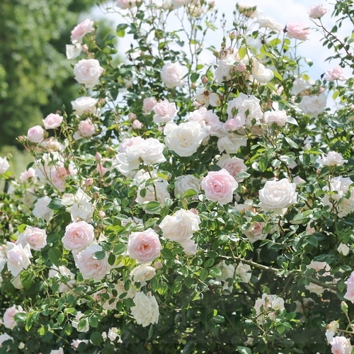 NEW DAWN plika šaknis