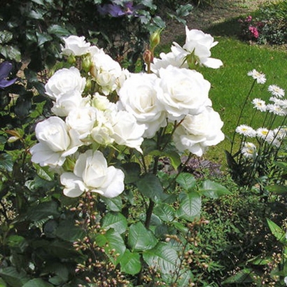 ANNAPURNA stiprus kvapas