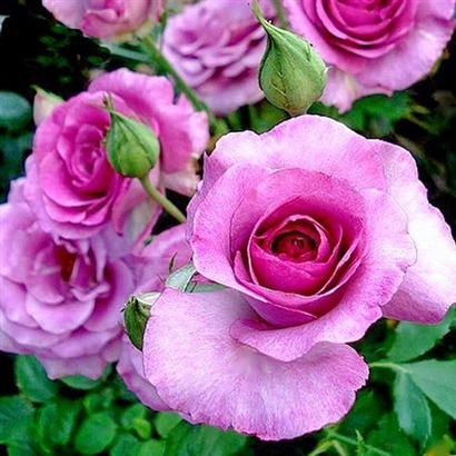 VIOLETTE PARFUMEE vijoklijis vazone