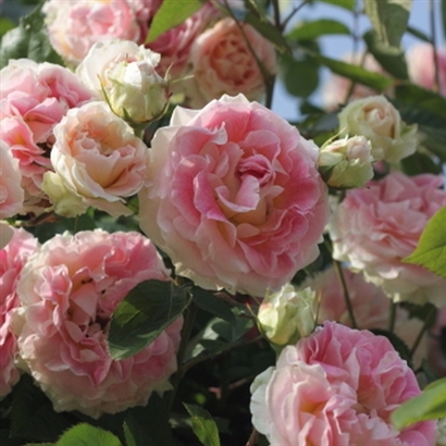 CESAR (MEISARDAN) vazone