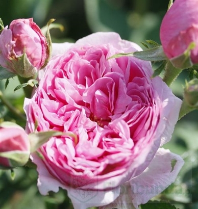 COMTE DE CHAMBORD ( damasko)