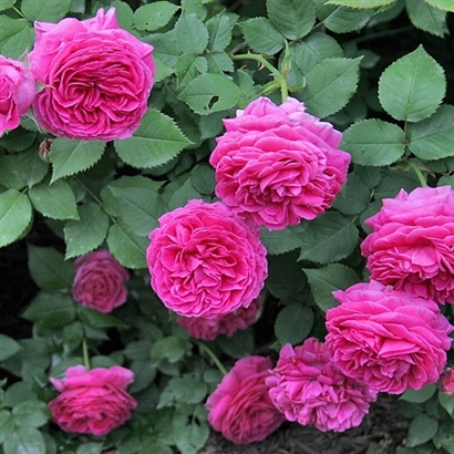 MME ISAAC PEREIRE vazone