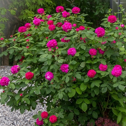 ROSE DE RESCHT domasko