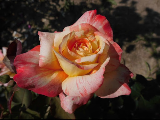 TROPICAL SUNSET (MACTAURANG) vazone