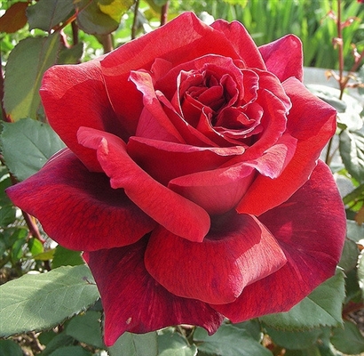 VELVET FRAGRANCE plika šaknis