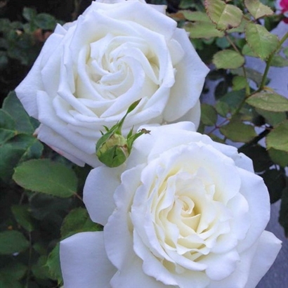 JAN PAWEŁ II vazone