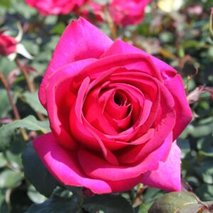 PAROLE kvapni plika šaknis