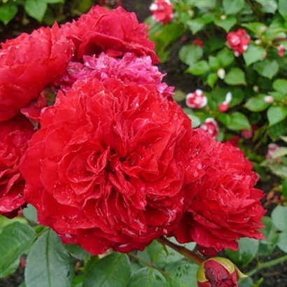 RED LEONARDO DA VINCI pika šaknis