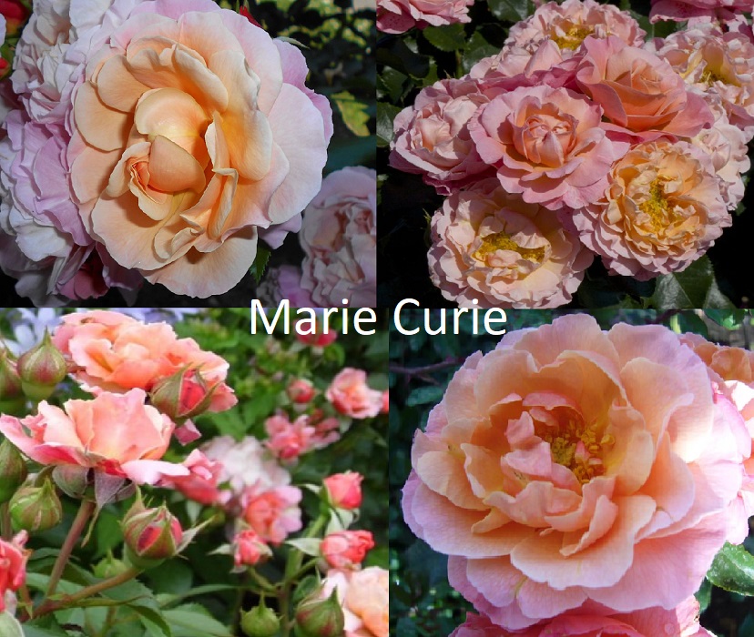 MARIE CURIE (MEILOMIT)