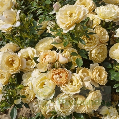 AMBER COVER (POULBAMBE)vazone