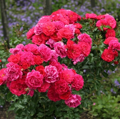 HEIDEFEUER red plika šaknimis