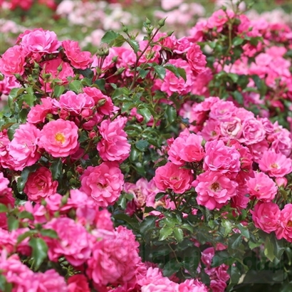 HEIDETRAUM plika šaknis