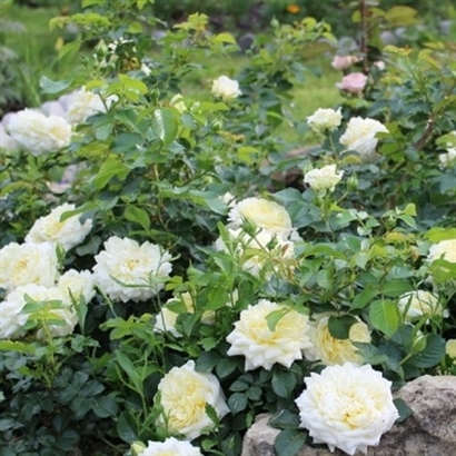 NADIA MEILLANDECO plika šaknis