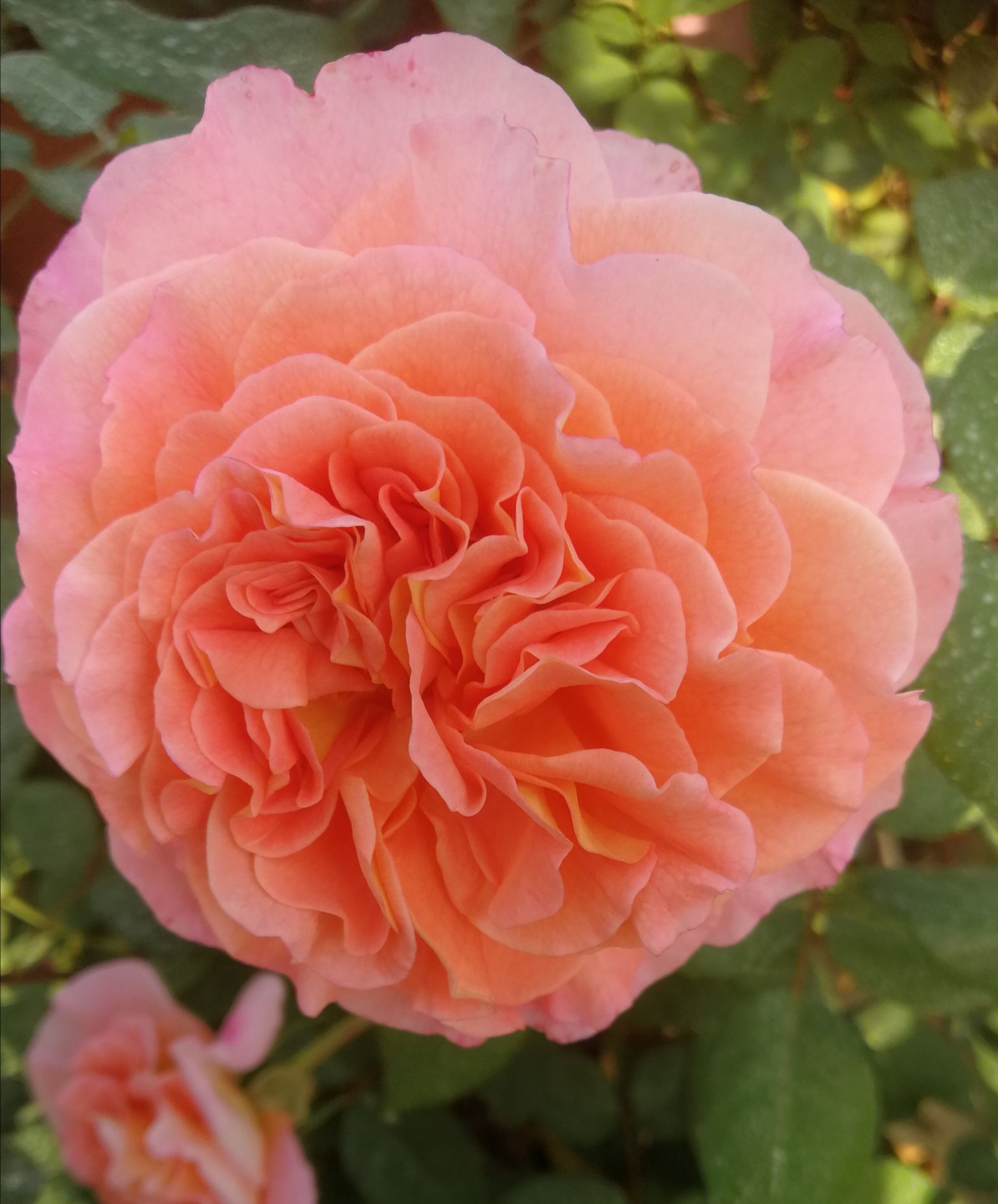 AUGUSTA LUISE vazone