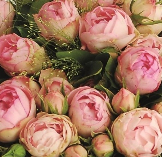 LOVELY ROKOKO plika šaknimis