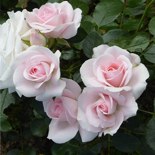 ASPIRIN ROSE plika šaknis