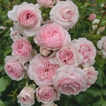 LARISSA (KORBASPRO) vazone