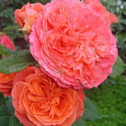 EMILIEN GUILLOT (MASEMGUI) vazone