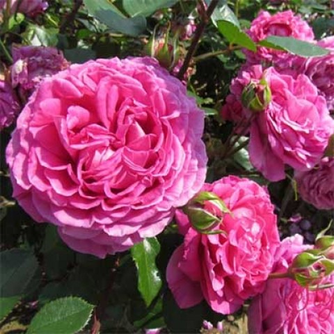 CLAIRE MARSHALL kvepiantis