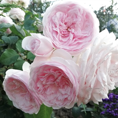 OLIVIA ROSE (AUSMIXTURE) vazone