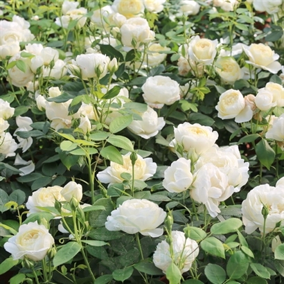 VANESSA BELL (AUSEASEL) vazone