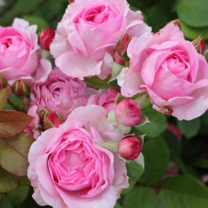 GHITA RENAISSANCE super kvapas