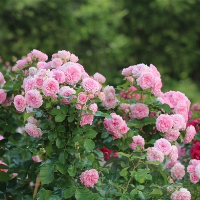 LARISSA FLOWER CIRCUS plika šaknis