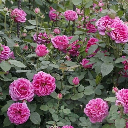 REINE DES VIOLETTES vazone