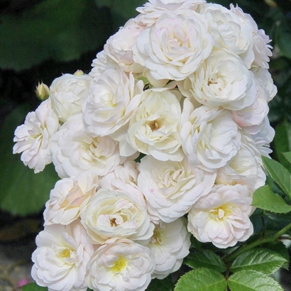 BOUQUET PARFAIT vazone