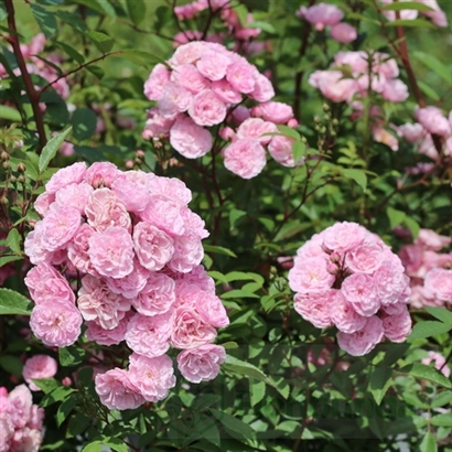 HEAVENLY PINK (LENNEDI) vazone