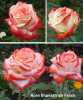 IMPERATRICE FARAH plika šaknis