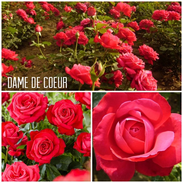 DAME DE COEUR vazone