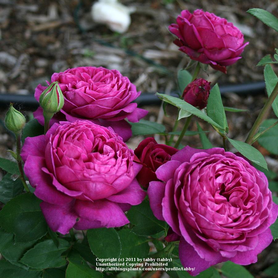 Heidi klum plika šaknis