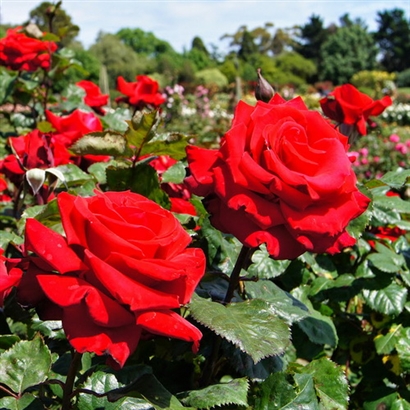 GRANDE AMORE plika šaknis