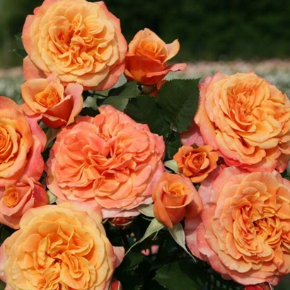 LA VILLA COTTA ( KORBAMFLU)vazone