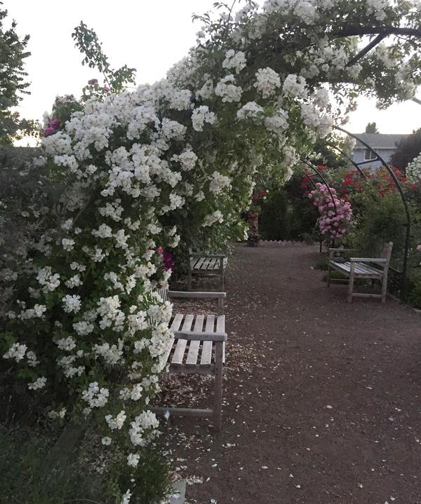 LYKKEFUND vijoklinis plika šaknis