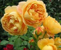 GOLDEN CELEBRATION plika šaknis