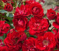 Rožė - Rosa Red fairy