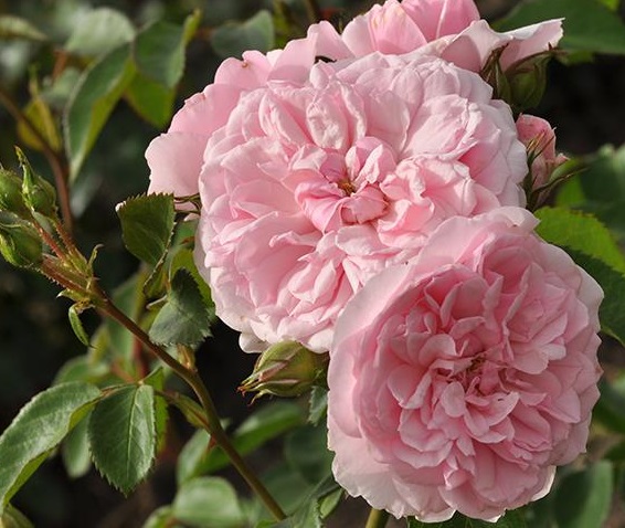 BLUSH WINTERJEWEL vazone nereikia dengti