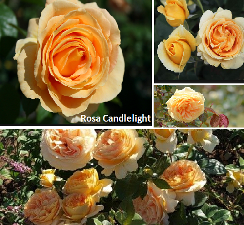 CANDLELIGHT plika šaknis