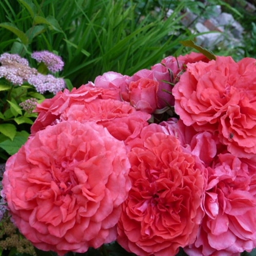 ROSARIUM UETERSEN  vijoklinis plika šaknis