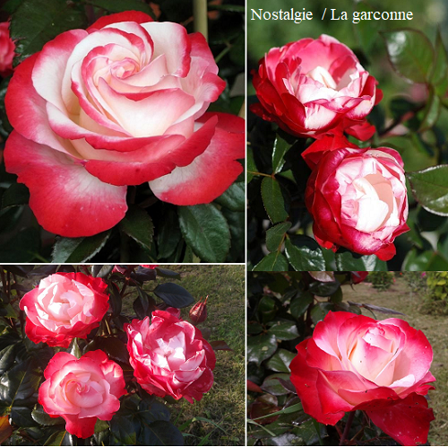 NOSTALGIE (TANEIGLAT) vazone