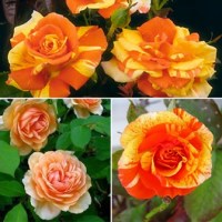 ORANGES 'N' LEMONS vazone