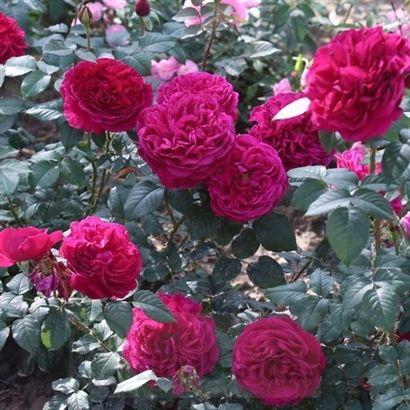 GARDENER'S FRIEND vazone