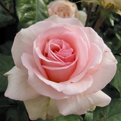 JOHANN STRAUSS (MEIOFFIC) plika šaknis