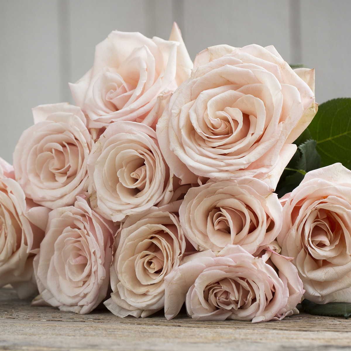 PAUL RICARD (MEINIVOZ) plika šaknis